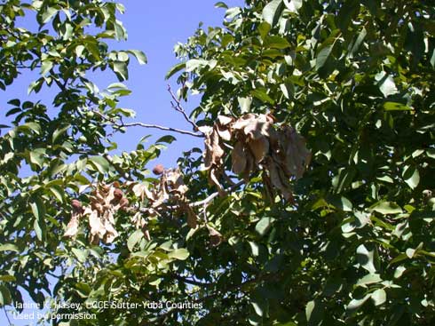 Early symptoms of branch wilt on walnut include browning and withering of leaves on outermost branches.  