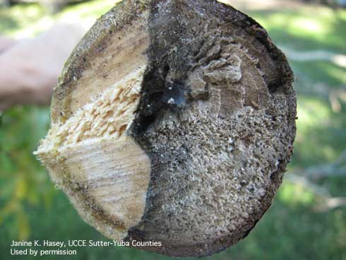 Gray to black discoloration of branch wilt extending to the center of a walnut branch.