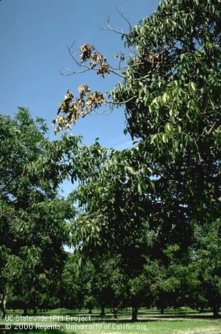 Field shot of branch wilt.