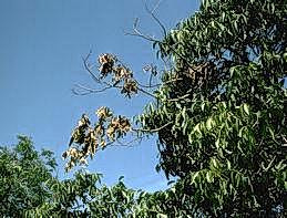 Yellowing and withering of leaves