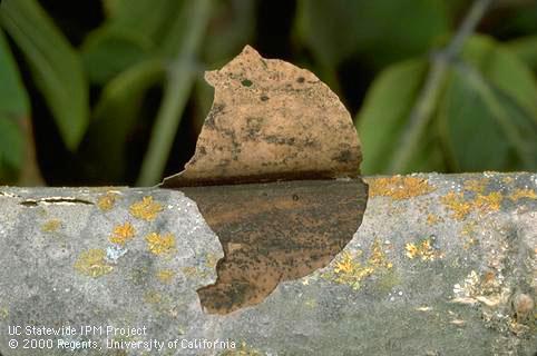 Sooty mass of spores of the branch wilt fungus, <i>Neofusicoccum (=Nattrassia) mangiferae,</i>under bark.