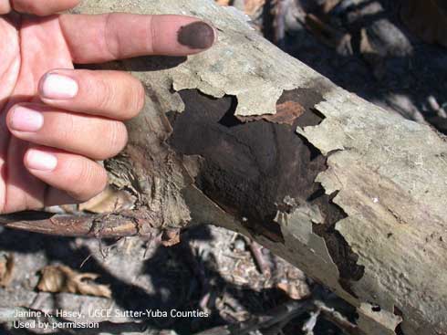 Outer peeling bark and black sooty fungal spores of branch wilt on walnut.