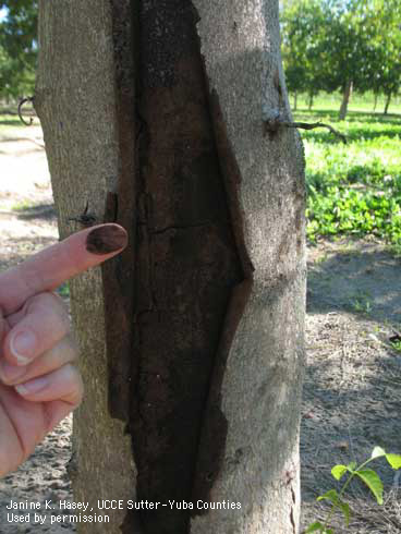 Spores and gray to black discoloration of branch wilt fungus, <i>Neofusicoccum (=Nattrassia) mangiferae,</i> extending into trunk of walnut tree.