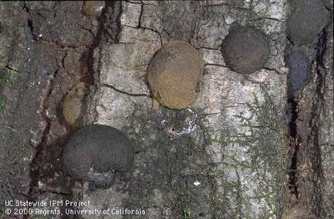 Hemispherical fruiting bodies (stromata) of <i>Annulohypoxylon (=Hypoxylon)</i> sp. on coast live oak.