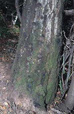 Stromata on a dying coast live oak