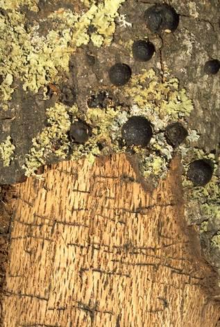 Dark, hemispherical, fungal fruiting bodies of <i>Annulohypoxylon (=Hypoxylon) thouarsianum,</i> on coast live oak trunk and bark removed to reveal galleries of the western oak bark beetle, <i>Pseudopityophthorus pubipennis.</i>.