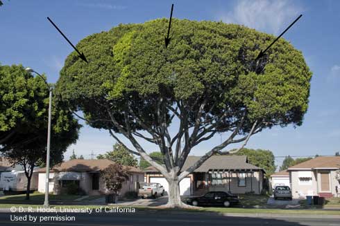 Fewer leaves than normal (at the right arrow) and atypically dark green spring foliage (left arrows) on Indian laurel fig, early symptoms of ficus canker, <i>Neofusicoccum mangiferae.</i>.