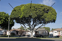 Ficus canker symptoms on Indian laurel fig