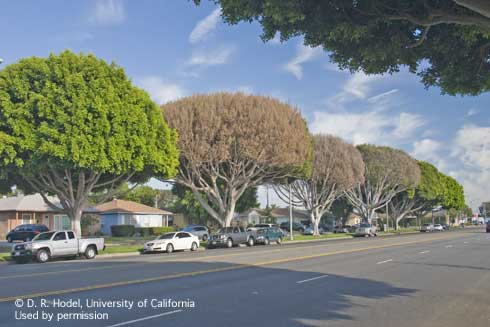 Brown foliage and entirely dead canopies on Indian laurel figs with ficus canker, or sooty canker, caused by <i>Neofusicoccum mangiferae.</i>.