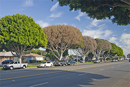 Trees killed by ficus canker