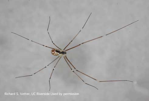 Adult marbled cellar spider, <i>Holocnemus pluchei</i>.