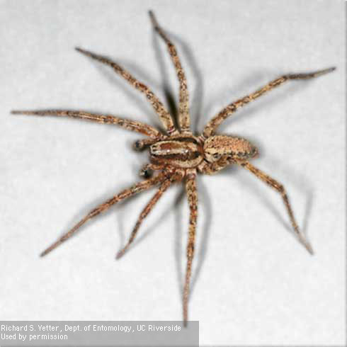 An adult funnel web spider, <i>Hololena tulareana.</i>.