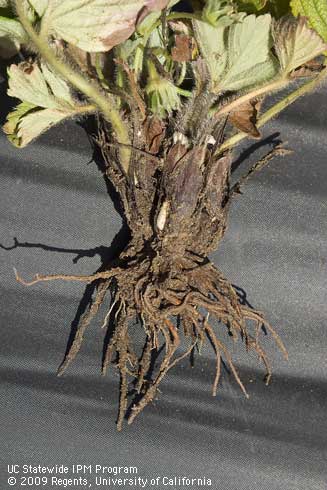 The roots of this strawberry plant have been severely damaged by larvae of a hoplia beetle, <I>Hoplia callipyge.</I>.