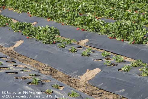 The severely stunted and missing strawberry plants are the result of root feeding by the larvae of a hoplia beetle, <I>Hoplia callipyge.</I>.