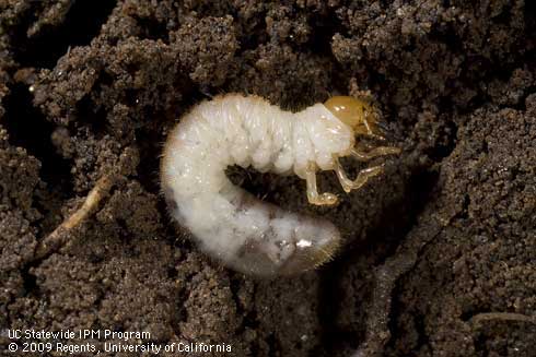 Larva of a hoplia beetle, <I>Hoplia callipyge.</I>.