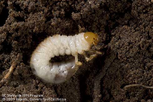 Mature larva of hoplia beetle, <i>Hoplia callipyge.</i>.