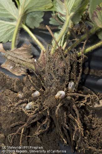 Larvae of hoplia, <I>Hoplia callipyge,</i> infesting the roots of a strawberry plant.