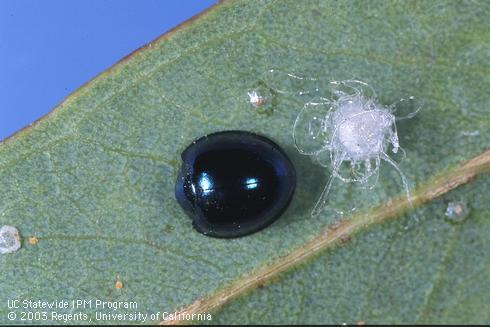 Adult steelblue lady beetle, <I>Halmus chalybeus,</I> on a leaf with eucalyptus redgum lerp psyllids. 