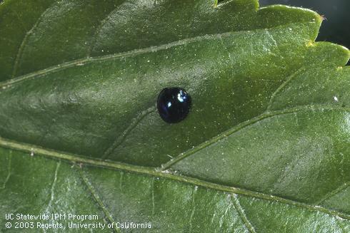 Adult steelblue lady beetle, <I>Halmus chalybeus.</I>  .