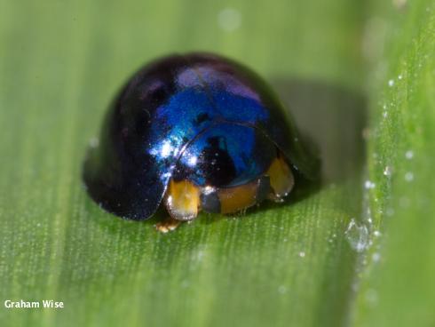 Adult male steelblue lady beetle, <i>Halmus chalybeus</i>.