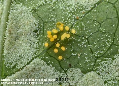 Eggs of the steelblue lady beetle, Halmus chalybeus.