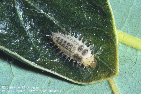 Late instar (larva) of steelblue lady beetle, Halmus chalybeus.