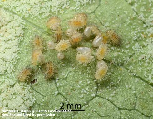 First instars (larvae) of the steelblue lady beetle, Halmus chalybeus, among empty egg shells from which they just hatched.