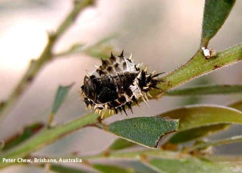 Older pupa of steelblue lady beetle, Halmus chalybeus  visible in its pupal case.