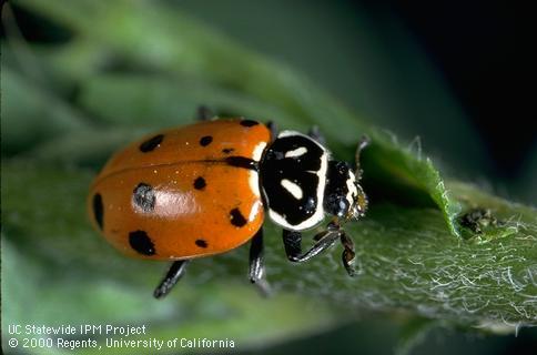 Adult convergent lady beetle.