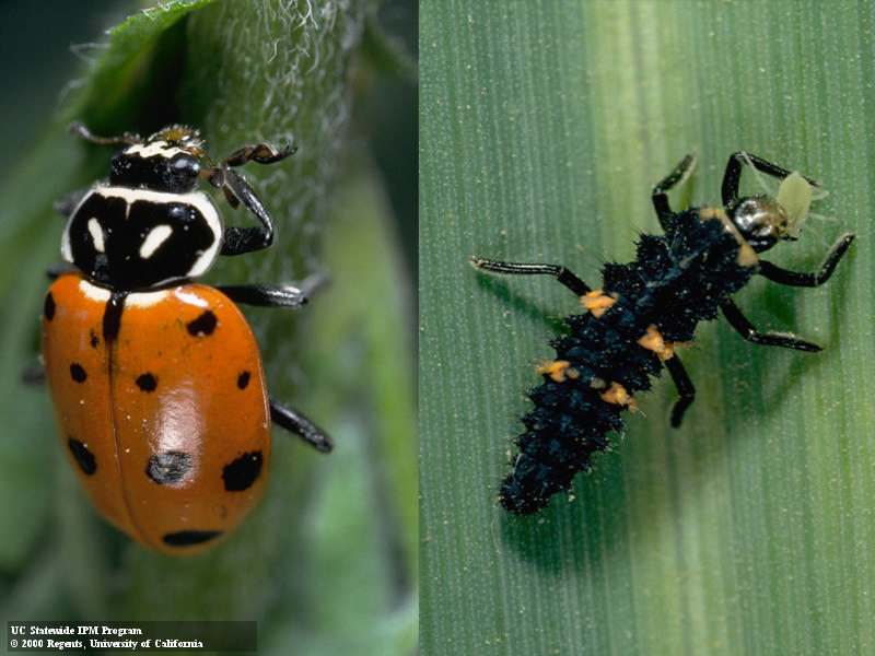Left: Adult lady beetle, a hemispherical insect with glossy red wing covers dotted with black, and a black head and thorax striped with white, resting on stem. Right: Black alligator-shaped lady beetle larvae with four orange spots. Credit: Jack Kelly Clark