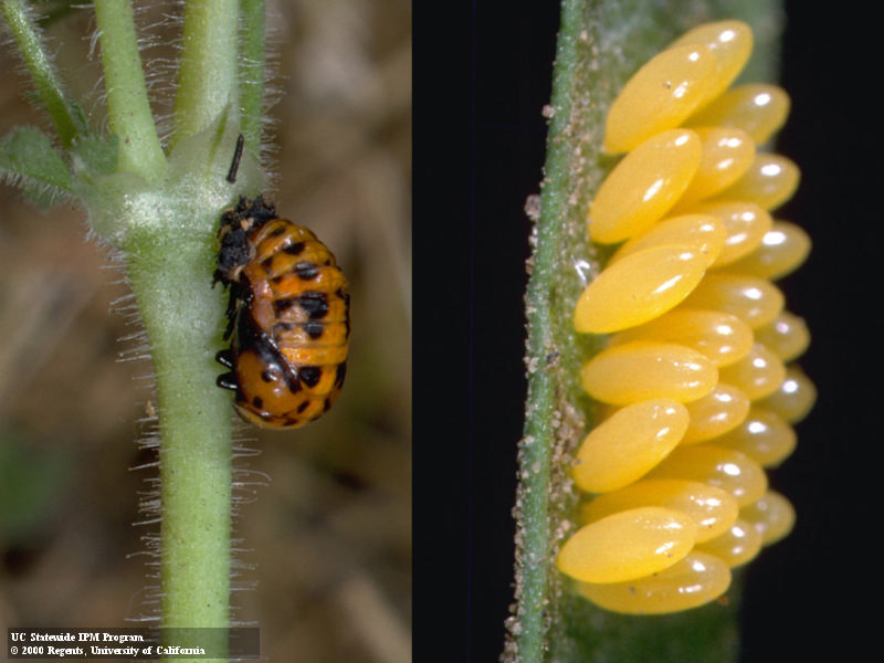 Left: Curved orange lady beetle pupa with black spots. Right: Cylindrical, yellow lady beetle eggs. Credit: Jack Kelly Clark