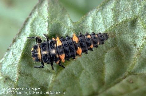 Larva of convergent lady beetle.