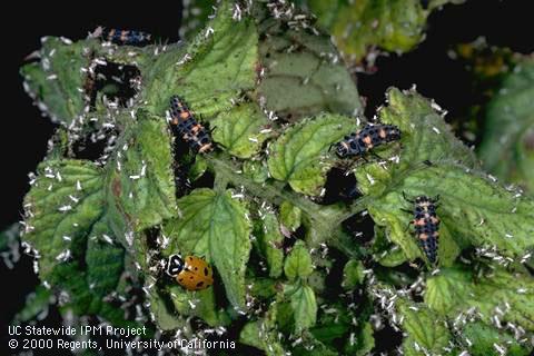 Larva of convergent lady beetle.