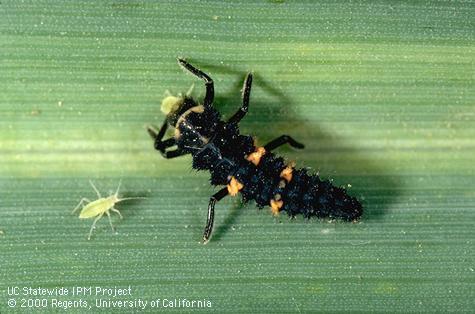 Larva of convergent lady beetle.