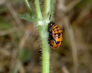 Pupa of convergent lady beetle.