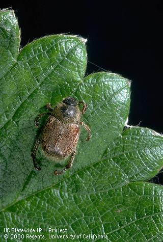 Adult Hoplia beetle.