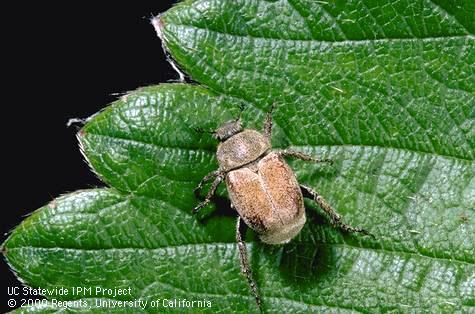 Adult Hoplia beetle.