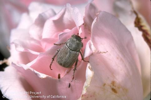 Adult Hoplia beetle.