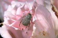 Hoplia beetle