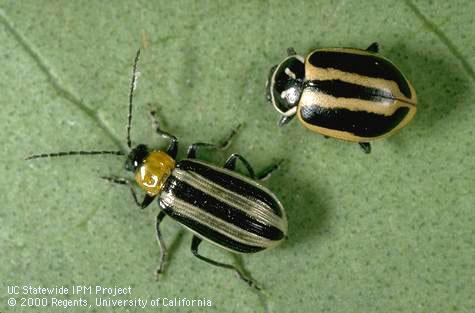 Western striped cucumber beetle, Acalymma trivittatum, (lower left) and adult sinuate lady beetle, Hippodamia sinuata.