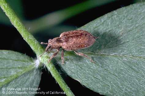 Adult alfalfa weevil.