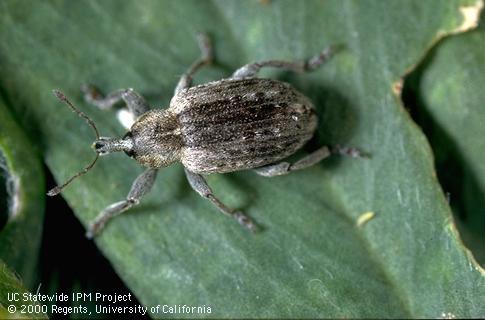 Adult alfalfa weevil or Egyptian alfalfa weevil.