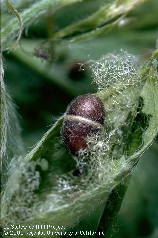 Cocoon of alfalfa weevil or Egyptian alfalfa weevil.