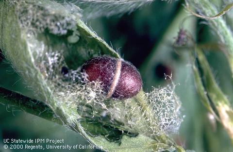 Cocoon of alfalfa weevil.