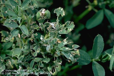 Crop damaged by alfalfa weevil or Egyptian alfalfa weevil.