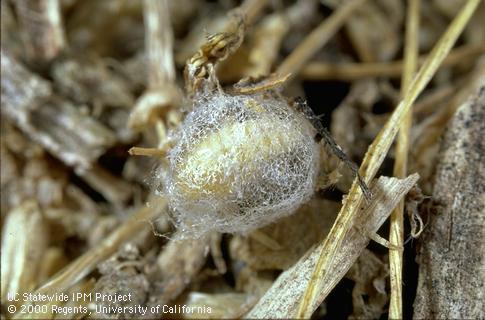 Cocoon of alfalfa weevil or Egyptian alfalfa weevil.