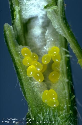 Egg of alfalfa weevil or Egyptian alfalfa weevil.