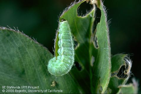 Larva of alfalfa weevil or Egyptian alfalfa weevil.