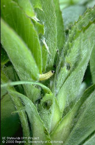 Larva of alfalfa weevil or Egyptian alfalfa weevil.