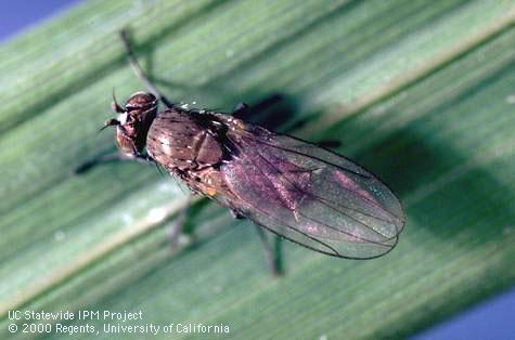 Adult rice leafminer, cereal leaf miner.